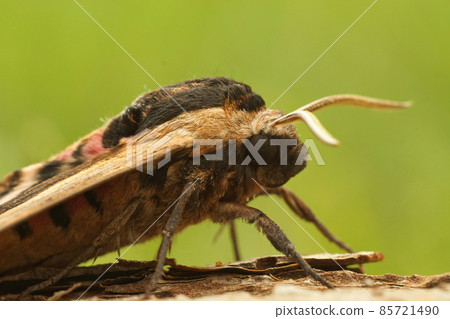 Closeup on the the privet hawk moth, Sphinx ligustri sitting on a piece of wood 85721490