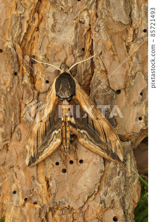Vertical closeup on the the privet hawk moth, Sphinx ligustri sitting on a piece of wood Vertical closeup on the the privet hawk moth, Sphinx ligustri sitting on a piece of wood 85721493