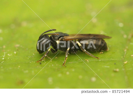 Closeup on a female of the small Chalk Yellow-face Bee, Hylaeus dilatatus on a green leaf Closeup on a female of the small Chalk Yellow-face Bee, Hylaeus dilatatus on a green leaf 85721494