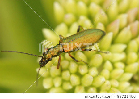 Closeup on the metallic green Chrysanthia geniculata beetle sitting on top of a flower 85721496
