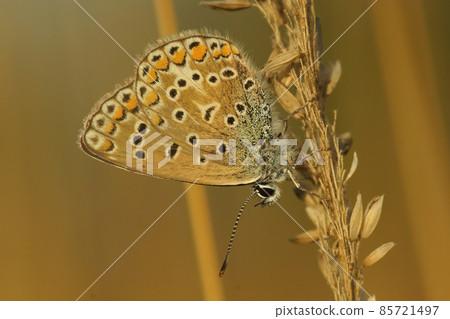TODOCloseup on a colorful Icarus blue butterfly, Polyommatus icarus, sitting with close wings in the vegetation 85721497
