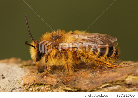 Closeup of a male of the pantaloon bee or hairy-legged mining bee, Dasypoda hirtipes on piece of wood 85721500