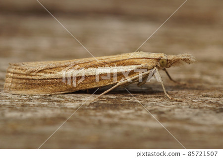 Closeup on the Pale-streak grass veneer moth, Agriphila selasella sitting on a piece of wood Closeup on the Pale-streak grass veneer moth, Agriphila selasella sitting on a piece of wood 85721507