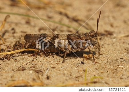 Closeup on the blue-winged grasshopper, Oedipoda caerulescens at the Belgian coast Closeup on the blue-winged grasshopper, Oedipoda caerulescens at the Belgian coast 85721521