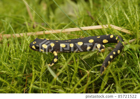 Full body shot of a juvenile of the endangered yellow-spotted or Lake Urmia newt , Neurergus crocatus on green moss Full body shot of a juvenile of the endangered yellow-spotted or Lake Urmia newt , Neurergus crocatus on green moss 85721522