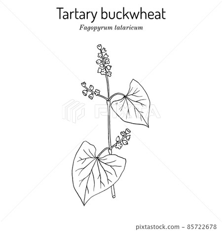 Tartary buckwheat Fagopyrum tataricum , edible and medicinal plant 85722678