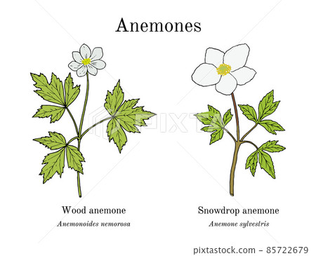 Wood and snowdrop anemone, set of medicinal plants 85722679