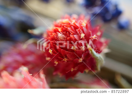 乾花的特寫宏觀照片 乾花的特寫宏觀照片 85722897