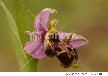 Closeup on the pink flower of the woodcock bee orchid, Ophrys scolopax in a meadow in Gard, France Closeup on the pink flower of the woodcock bee orchid, Ophrys scolopax in a meadow in Gard, France 85723039