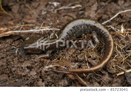 Closeup of an adult Ambystoma macrodactylum macrodactylum , Western longtoed salamander hiding on the ground Closeup of an adult Ambystoma macrodactylum macrodactylum , Western longtoed salamander hiding on the ground 85723041