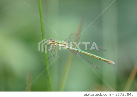 The small spreadwing or small emerald spreadwing, Lestes virens hanging onto a grass straw The small spreadwing or small emerald spreadwing, Lestes virens hanging onto a grass straw 85723043