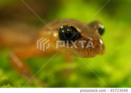 Closeup on the head with big eyes from a Californian Ensatina eschscholtzii salamander on moss in the forest 85723048
