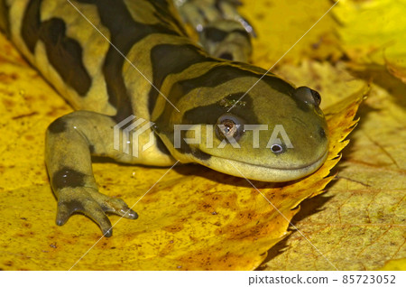 Closeup on an adult barred tiger salamander, Ambystoma mavortium sitting on fallen yellow leafs 85723052