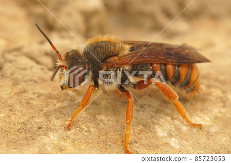 Close up of the colorful red and endangered carpenter bee, Rhodanthidium sticticum in the Gard, France 85723053