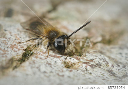 Close up of a male of Small Sallow mining bee , Andrena praecox , sunning on a bark of a tree 85723054