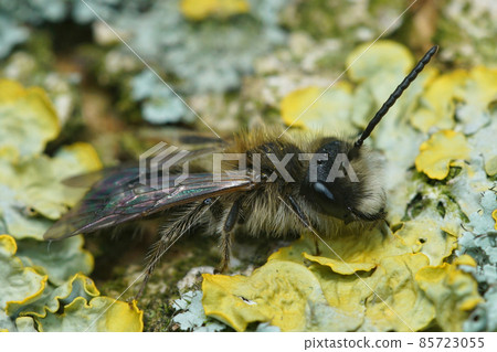 Close up of a male of Small Sallow mining bee , Andrena praecox , sunning on a bark of a tree 85723055