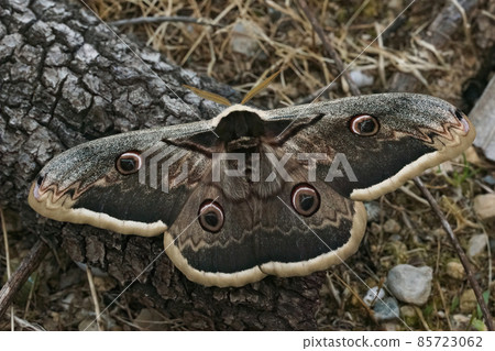 Closeup on the European giant peacock moth, Saturnia pyri sitting on the ground in the Gard, France Closeup on the European giant peacock moth, Saturnia pyri sitting on the ground in the Gard, France 85723062