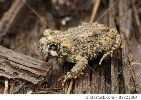 A beautiful brass colored juvenile of Anaxyrus boreas - Western toad in Northern California A beautiful brass colored juvenile of Anaxyrus boreas - Western toad in Northern California 85723064
