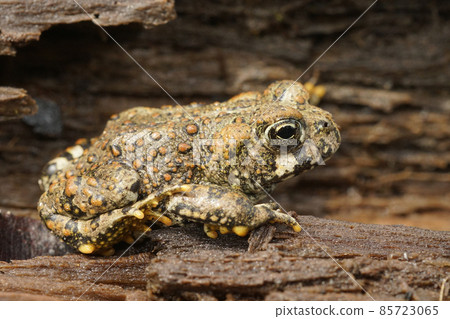 Closeup on a brassy colored juvenile of the Western toad, Anaxyrus boreas sitting on wood in North California Closeup on a brassy colored juvenile of the Western toad, Anaxyrus boreas sitting on wood in North California 85723065