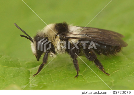 Closeup on a grey hairy Ashy mining bee, Andrena cineraria, sitting on a green leaf 85723079