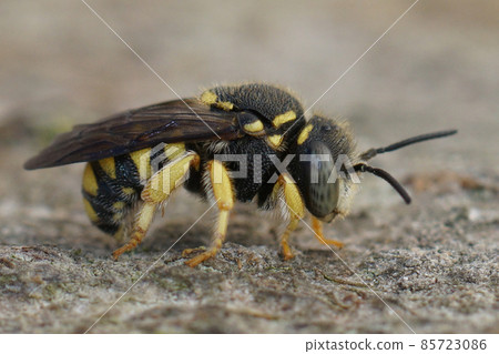 Closeup of one of the small carder bees, Anthidium strigatum , posed on wood in the garden 85723086