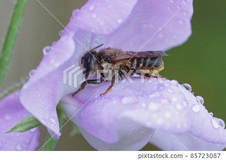 Closeup on a female banded mud bee, Megachile ericetorum sipping nectar, while simultaneously collecting pollen from seat pee , Lathyrus odoratus in the garden 85723087