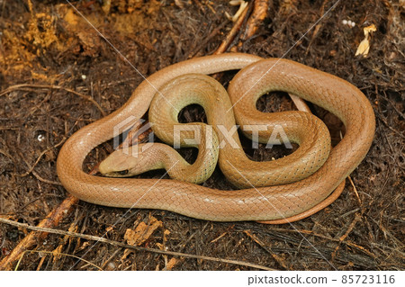 Closeup on an overwintering, pale colored and curled up Western Yellow-bellied Racer, Coluber constrictor mormon in North California 85723116