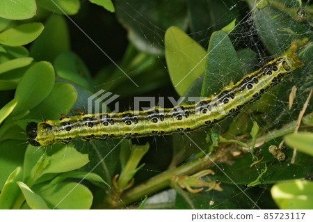 The Asian invaded Cydalima perspectalis or the box tree moth became a pest in European gardens as it has no predators there. The Asian invaded Cydalima perspectalis or the box tree moth became a pest in European gardens as it has no predators there. 85723117