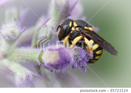 Closeup of one a female small European Rotund-Resin Bee, Anthidium strigatum sipping nectar from a purple flower in the garden Closeup of one a female small European Rotund-Resin Bee, Anthidium strigatum sipping nectar from a purple flower in the garden 85723124