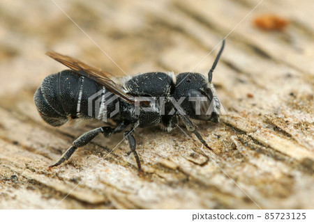 Closeup of a female small resin bee, Heriades crenulatus in the Gard , France Closeup of a female small resin bee, Heriades crenulatus in the Gard , France 85723125