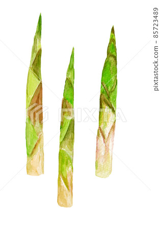 彎曲竹子的水彩插圖 85723489