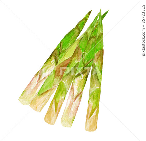 A bunch of bent bamboo with hand-painted watercolor illustrations 85723515