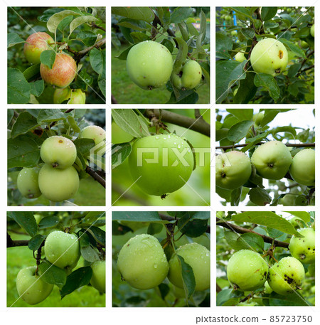 Autumnal collage - branch with ripe green apples and green leaves. Autumnal collage - branch with ripe green apples and green leaves. 85723750