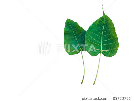 Isolated Ficus Religiosa leaf with clipping paths. 85723795