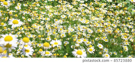 banner with medical roman Chamomile flowers Field banner with medical roman Chamomile flowers Field 85723880