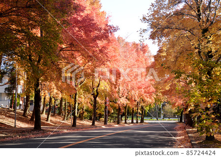 秋楓與台灣福的林蔭道 秋楓與台灣福的林蔭道 85724424