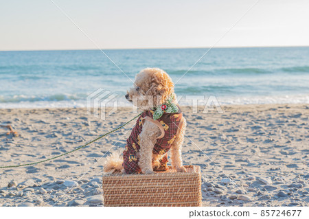 Dunes and dogs Dunes and dogs 85724677