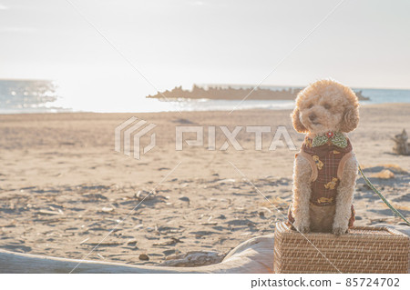 Dunes and dogs 85724702