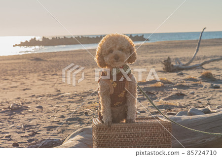 Dunes and dogs 85724710