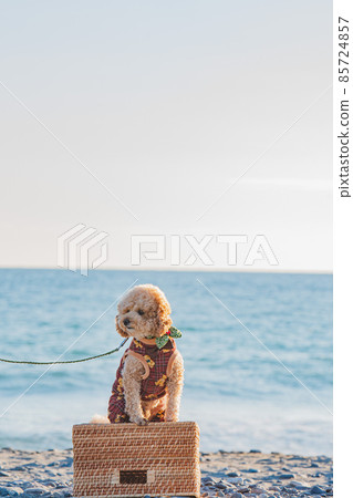 Dunes and dogs 85724857