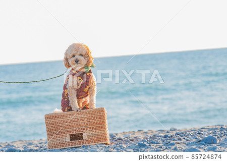 沙丘和狗 85724874