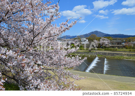 4月京都市鴨川沿岸的櫻花和比叡山的寧靜景觀 85724934