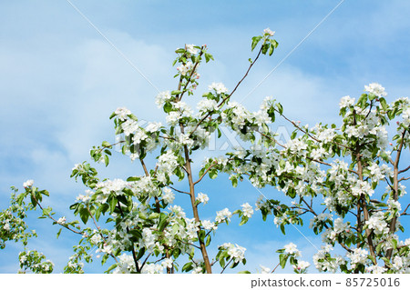 Beautiful apple tree blossom in nature on sky background. Beautiful apple tree blossom in nature on sky background. 85725016