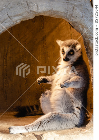 Wolverine lemur Wolverine lemur 85725644