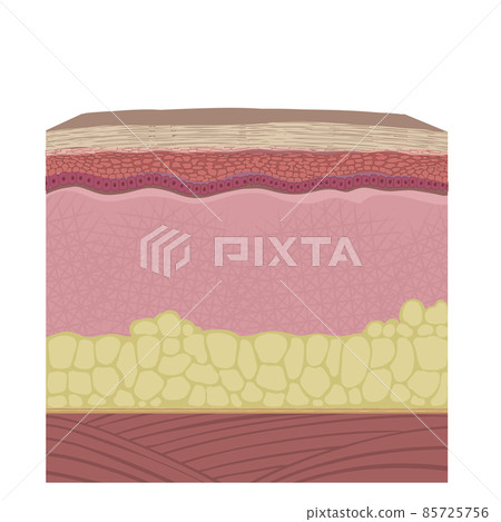 Cross section of the skin layer 85725756