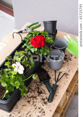 Geranium transplant process. Flower pots and garden tools. Geranium transplant process. Flower pots and garden tools. 85725795