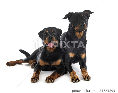 french shepherd and rottweiler in studio 85725895
