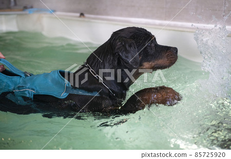 rottweiler  swimming in a swimming pool 85725920