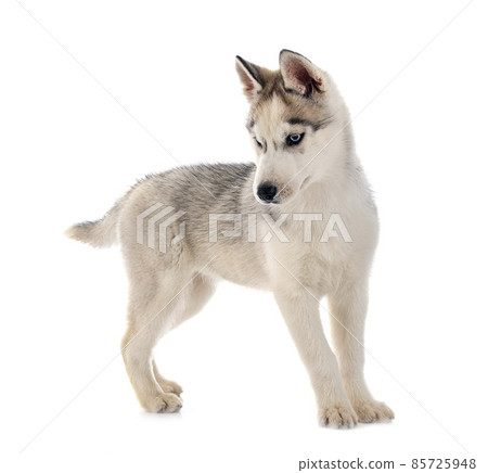 puppy siberian husky puppy siberian husky 85725948