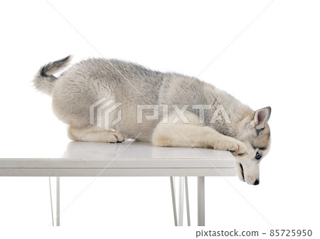 puppy siberian husky 85725950